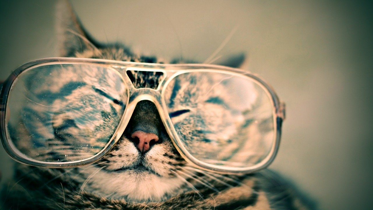 cat, glasses, eyewear-984097.jpg